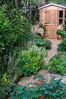 A town garden potager with raised vegetable beds, herb and perennial border and wooden storage shed.