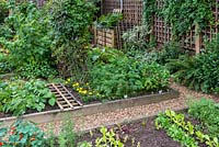 A town garden potager with raised vegetable beds planted with salad leaves, Chantenay carrots, Duchess parsnips, raspberries, marigolds and Verbena bonariensis.