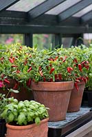 Chilli peppers and basil growing under cover in a greenhouse.