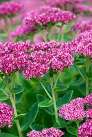 Sedum 'Autumn Joy', a perennial with succulent leaves which flowers in late summer and early autumn. Attractive to butterflies.