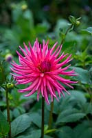 Dahlia 'Hillcrest Royal', a cactus dahlia with bright magenta pink flowers from mid summer to autumn. September