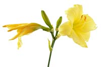 Hemerocallis 'Fragrant Returns' -  Daylily.  New flower and dead flower, July