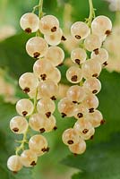 Ribes rubrum - White currant, July