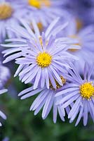 Aster amellus 'King George' - Italian aster, AGM
