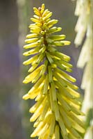 Kniphofia 'Little Maid', one of a batch of seedlings raised at Beth  Chatto's garden. It caught her eye with its small habit and creamy yellow flowers, reminidng her of K. Maid of Orleans, hence the name.