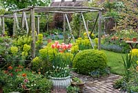 A small village garden intensively planted with a blend of trees, shrubs, hardy perennials, a collection of around 100 geums, and spring bulbs - tulips, irises, camassias and bluebells rising above a froth of forget-me-nots. Pergola, made from chestnut poles, spans brick path edged in box balls and Euphorbia characias subsp. wulfenii. On right: Cercis canadensis in flower. In large white pot, Tulipa 'Perestroyka'.
