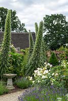 Echium pininana, tree echium, is a half hardy biennial producing 4m high flower spikes in summer.