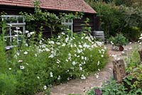 A wooden shed with espaliered tree behind a border with massed white cosmos.