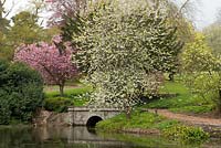Cherry blossom by the lake at Millichope Park, an English landscape garden dating from 18th century.