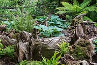 A shady stumpery planted with ferns and hostas.