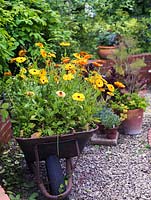 Flower filled wheelbarrow - Ryton Organic Gardens.