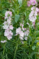 Sidalcea 'Elsie Heugh', an upright perennial which produces spires of large, satin-like pink flowers with fringed petals.