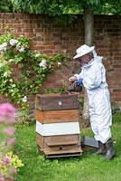 Clad in her protective bee-keeping suit, Fran uses an old smoker to pump smoke into the hive, an ancient method of calming bees prior to removing the top of the hive for maintenance and collecting honey.