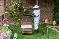 Clad in her protective bee-keeping suit, Fran Wakefield lifts the top of the hive for maintenance and collecting honey.