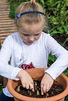 A little girl plants bulbs in a pot.