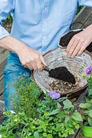 Planting a summer hanging basket step by step. Adding soil on top of thin layer of gravel, having punctured the plastic liner to allow excess water to drain away.