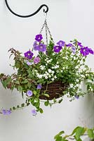 Summer hanging basket of Petunia surfinia 'Sky Blue', double pink osteospermum, and trailing blue convolvulus, pink Brachycome, Bacopa 'Baristo Double White', Fuchsia 'Jack Shahan'.