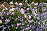 Rosa 'Compte de Chambord' underplanted with violas in the Rose Garden at Felley Priory, Nottinghamshire.