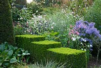 Autumn border with clipped box, Nicotiana mutabilis and Aster sedifolius in September