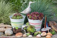 Succulents planted in metal buckets, shells and cork in a contemporary seaside themed garden.