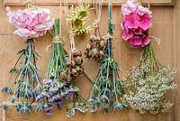 Small bunches of freshly cut flowers are tied with string, and hung in a well ventilated place to dry. Hydrangeas, statice, gypsophila, sea holly and coneflowers, with seedheads of poppies and love-in-the-mist.