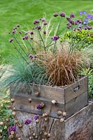 A drought tolerant box  planted with Verbena bonariensis 'Lollipop' and ornamental grasses Carex 'Frosted Curls', Carex comans 'Bronze Form', Stipa tenuissima and Festuca glauca.