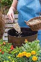 Planting a copper pot with hot coloured plants. Add gravel to the bottom of the container to improve drainage.