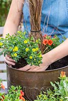 Planting a copper pot with hot coloured plants. Place the Sanvitalia procumbens by the side of the container so it can trail over the edge.