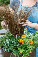 Planting a copper pot with hot coloured plants. Gently comb through and spread out the stems of the grass for maximum impact.