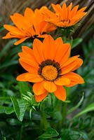 Gazania 'Gazoo Clear Orange', a tender evergreen perennial grown as an annual, flowering from July