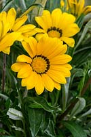 Gazania 'Gazoo Clear Yellow', a tender evergreen perennial grown as an annual, flowering from July