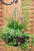 Herb hanging basket planted with trailing Indian mint - Satureja douglasii, chives, French parsley, moss curled parsley, dill  and oregano 'Country Cream'.
