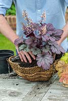 Planting a foliage hanging basket. In the middle, plant Heuchera 'Shanghai', an upright variety with creamy flowers.