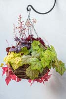 Foliage hanging basket with Heuchera 'Shanghai' in the middle, edged by trailing Heucherellas 'Glacier Falls', Redstone Falls' and 'Yellowstone Falls.'