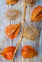 Physalis alkekengi - Chinese lantern, seed cases on a wooden background