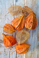 Physalis alkekengi - Chinese lantern seed cases on a wooden background