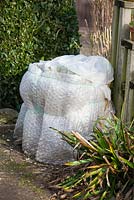 Container grown Agapanthus covered in bubble wrap for winter protection.