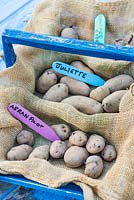 Potato - Solanum tuberosum, 'Arran Pilot', 'Juliette' and 'Sharpes Express', set up to chit prior to planting, England, February.