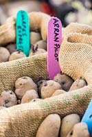 Potato - Solanum tuberosum, 'Arran Pilot', 'Juliette' and 'Sharpes Express', set up to chit prior to planting, England, February.