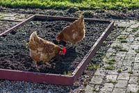 Pet hybrid hens, being allowed to forage in raised bed prior to sowing, England, February.