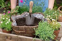 Planting a woven hanging basket with May flowering alpine plants step by step.  Moss phlox, sea campion, sea thrift, pinks, cranesbill and  mossy saxifrage.  Phlox subulata 'Tamaongalei', Silene maritima, Dianthus 'Pixie Star', Armeria maritima 'Armada Rose' and 'Nifty Thrifty', Geranium cantabrigiense 'Westray' and Saxifraga 'White Star'.
