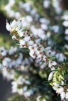Erica carnea f. alba 'Springwood White',  white heather, an autumn and winter  flowering variety