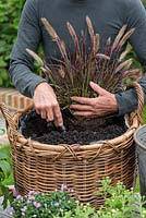 Planting a log basket with early autumn flowering perennials. Plant Pennisetum setaceum 'Rubrum' at the back of the basket.