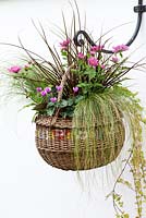 A wicker basket planted with pot mums Chrysanthemum 'Yahoo Purple', Cyclamen hederifolium, red hook sedge Uncinia rubra, frosted sedge grass Carex 'Frosted Curls', Mexican feather grass Stipa tenuissima 'Pony Tails' and trailing Indian mint Saturega douglasii
