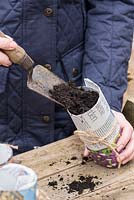 Growing Sweet Peas. Add compost to each newspaper seed container.