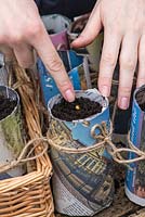 Growing Sweet Peas. Push each pre-soaked seed into the compost, and water.