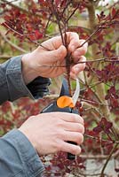 Pruning a cotinus with secateurs