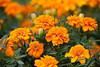 Tagetes patula 'Orange Winner'. Marigold