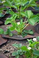 Copper coated weed suppressant mats placed around young strawberry plants to protect against slugs and snails and reduce weeds