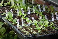 Trays of young annual seedlings growing in plastic seed tray modules in the greenhouse. Including zinnias, stock and sunflowers